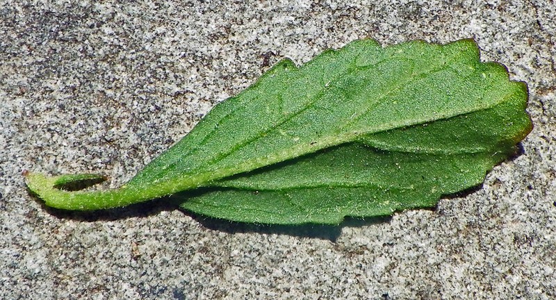Hermannia parviflora photo 4