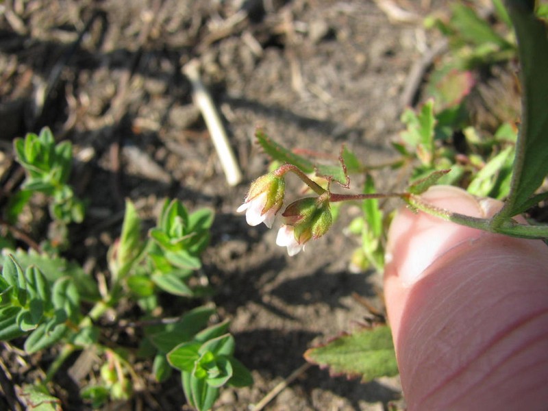 Hermannia parviflora photo 5
