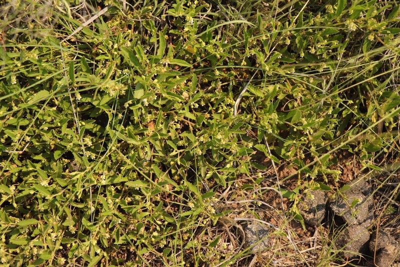 Hermannia parviflora photo 6