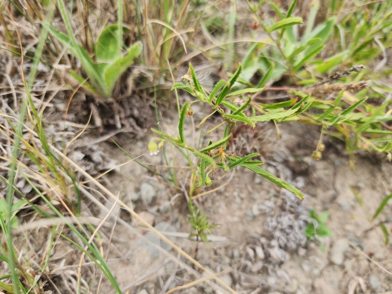 Hermannia parviflora photo 7