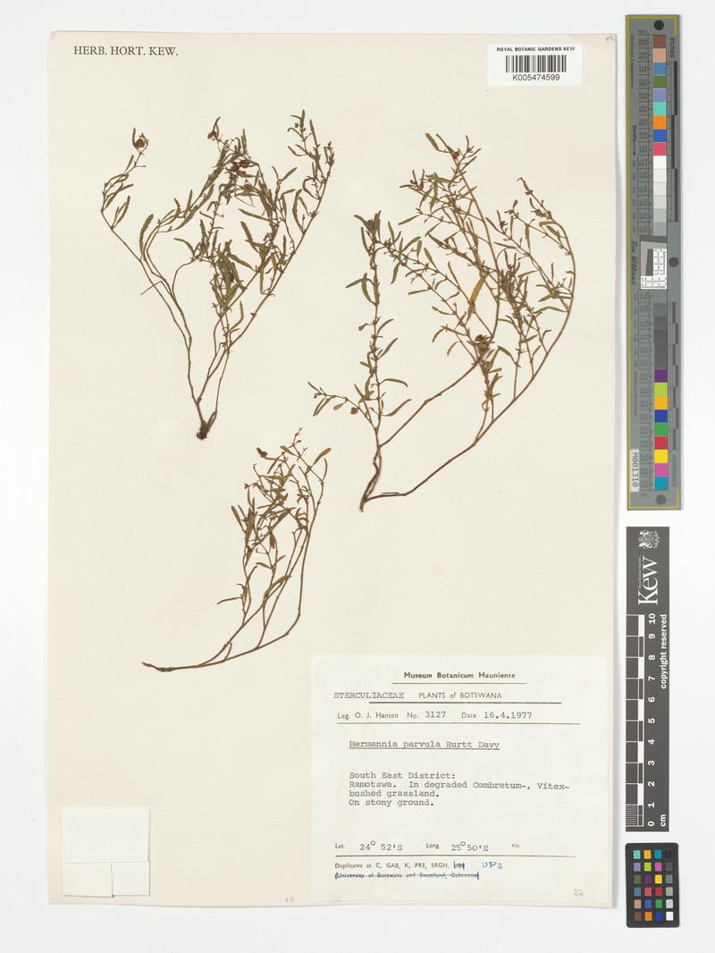 Hermannia parvula