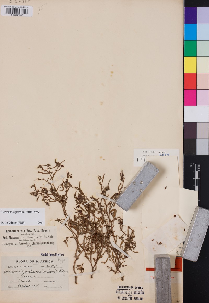 Hermannia parvula photo 2