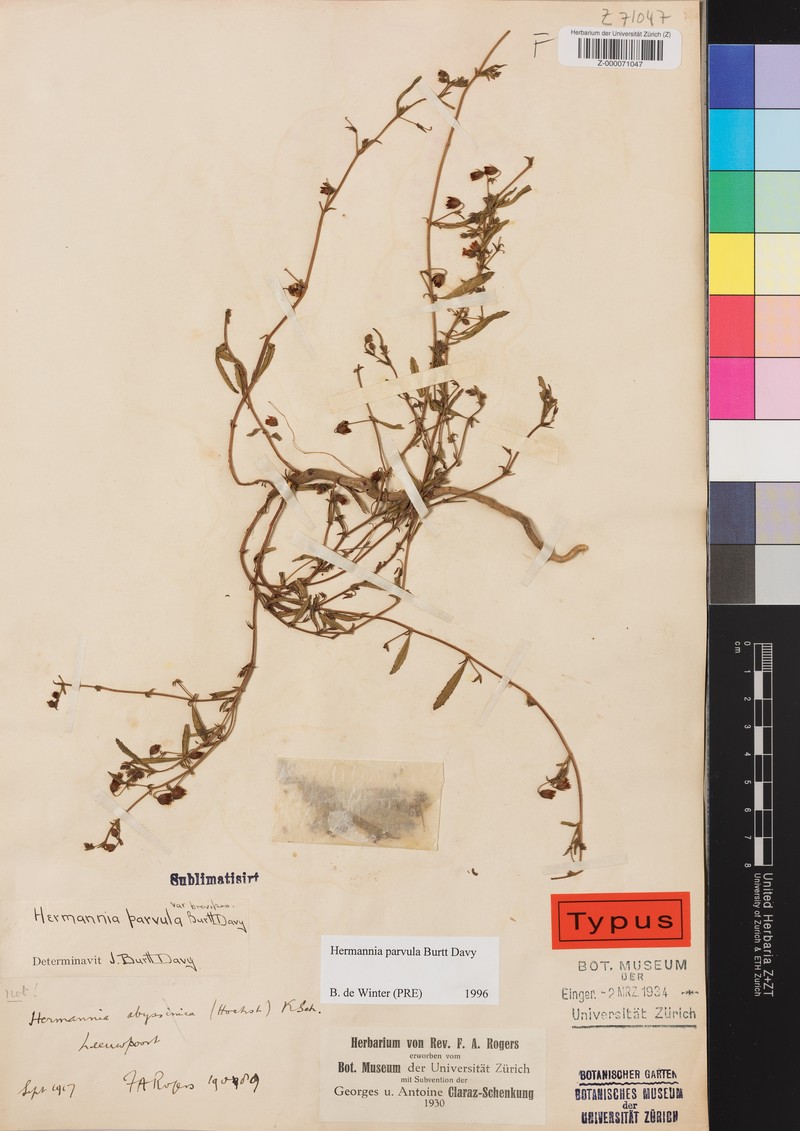 Hermannia parvula photo 3