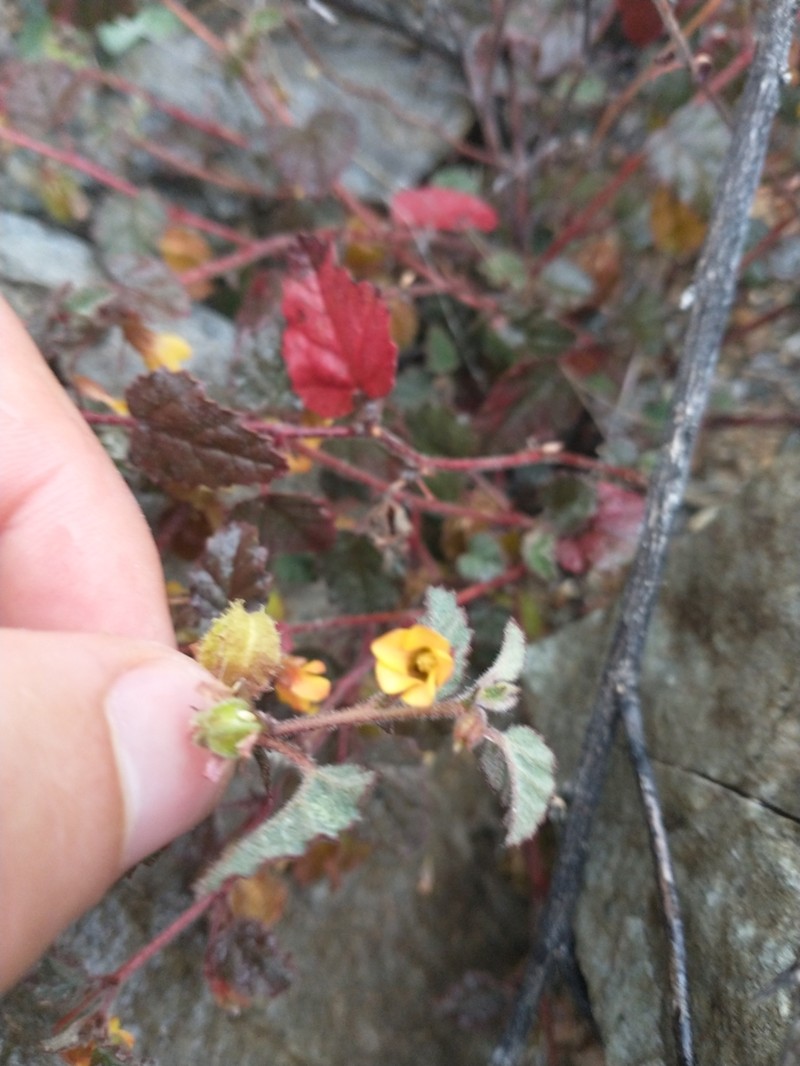 Santa Catalina Burstwort