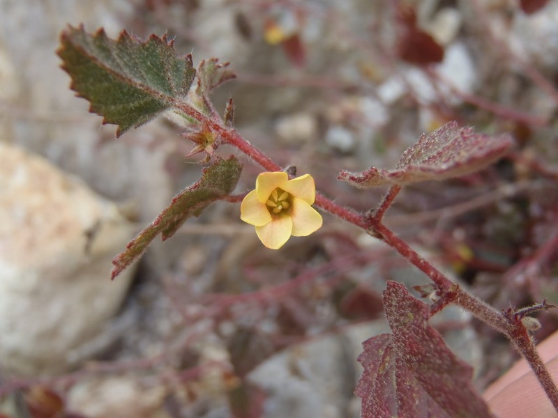 Santa Catalina Burstwort photo 2
