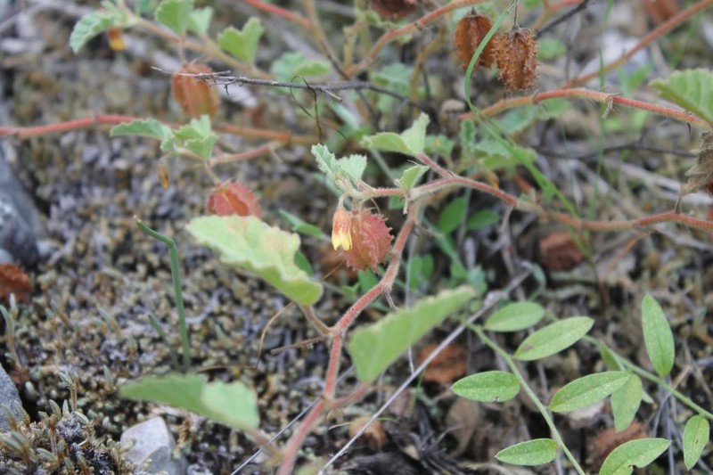 Santa Catalina Burstwort photo 3