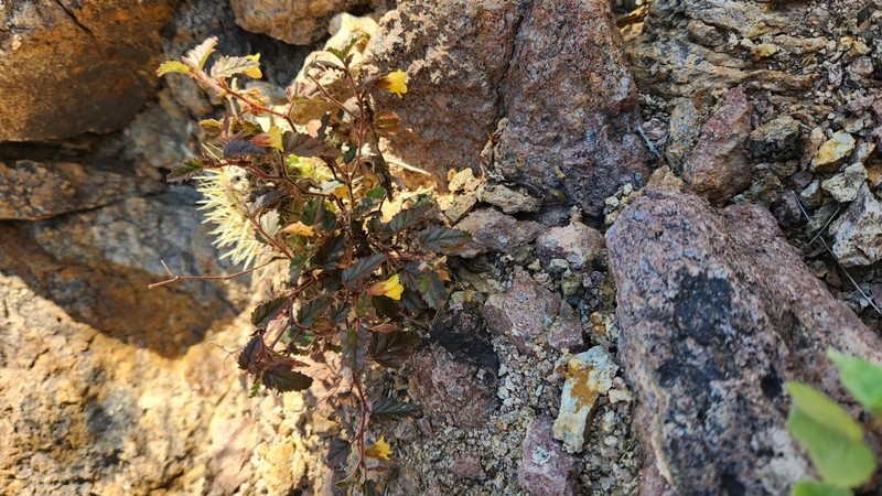 Santa Catalina Burstwort photo 4