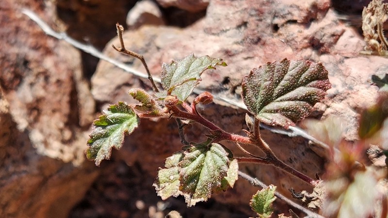 Santa Catalina Burstwort photo 5
