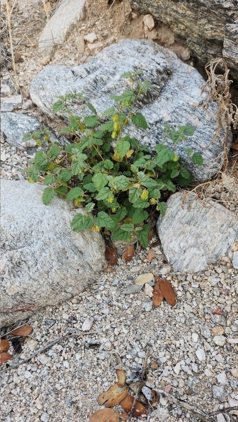 Santa Catalina Burstwort photo 6