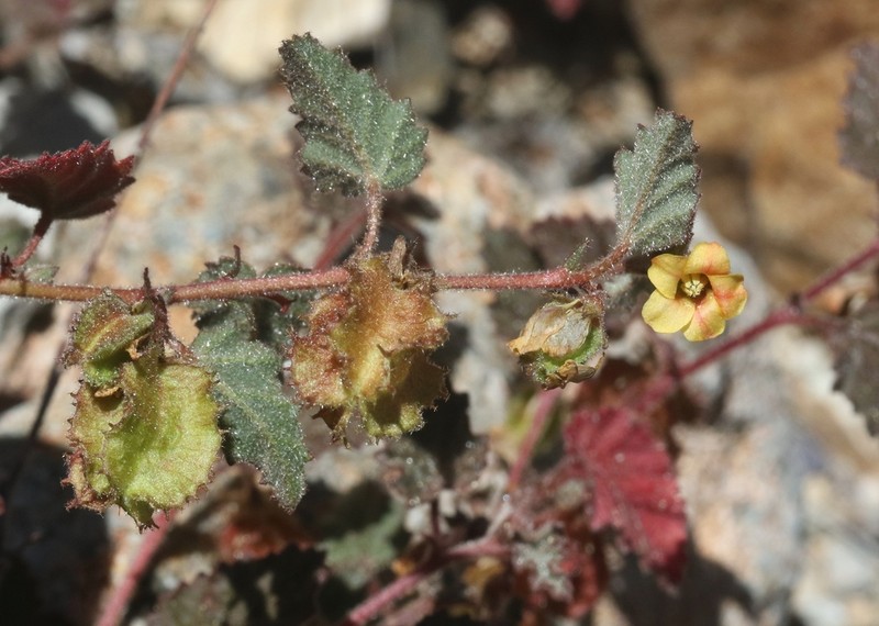 Santa Catalina Burstwort photo 8