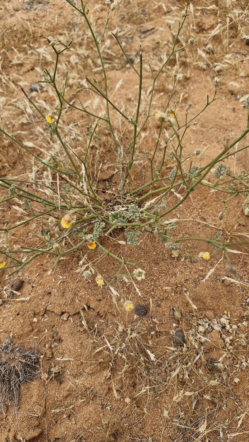 Hermannia paucifolia