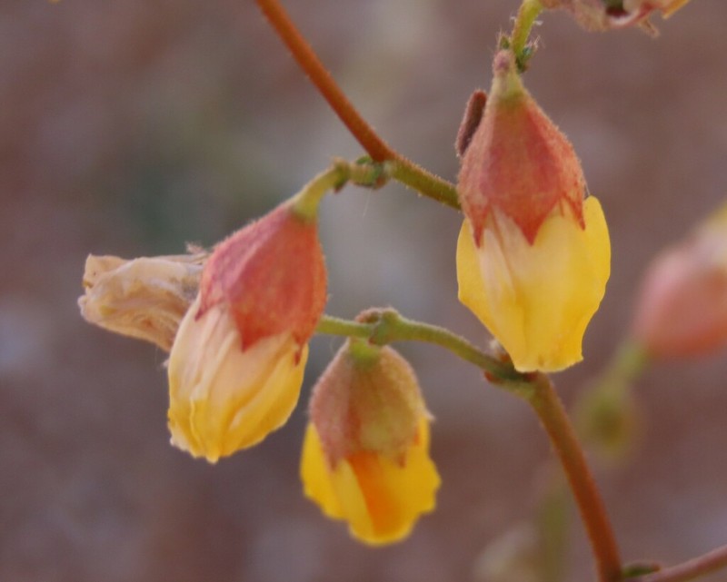 Hermannia paucifolia photo 2