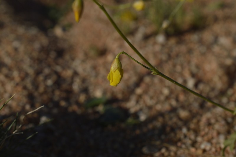 Hermannia paucifolia photo 3