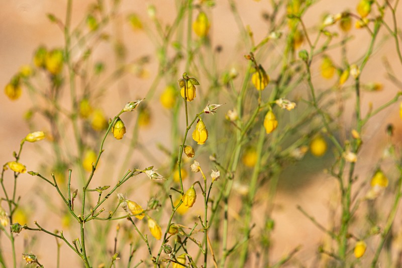 Hermannia paucifolia photo 4