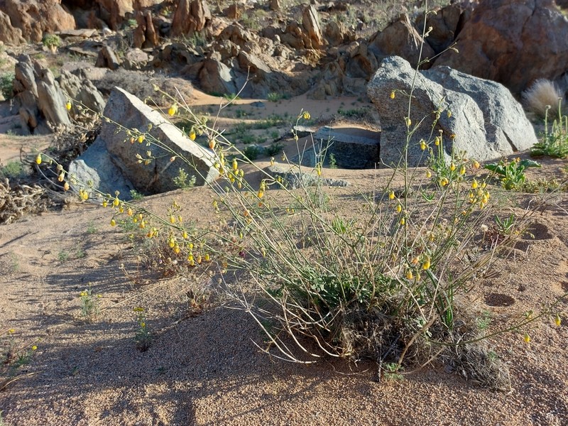 Hermannia paucifolia photo 5