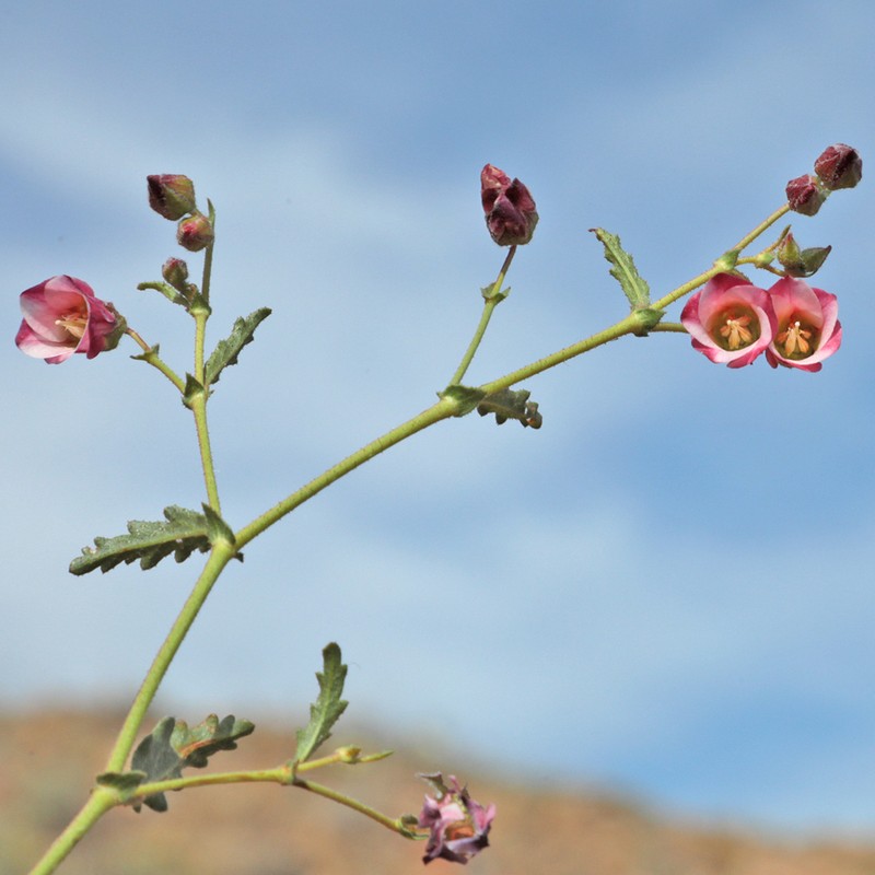 Hermannia paucifolia photo 6