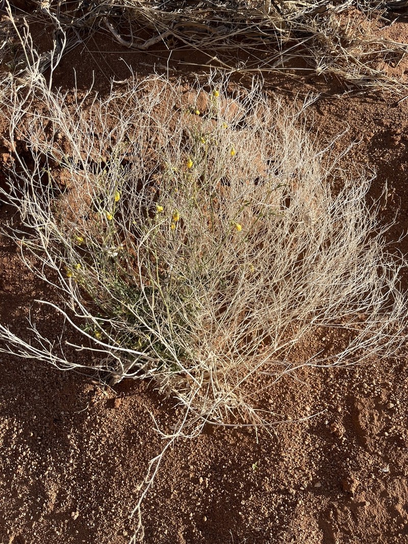 Hermannia paucifolia photo 7