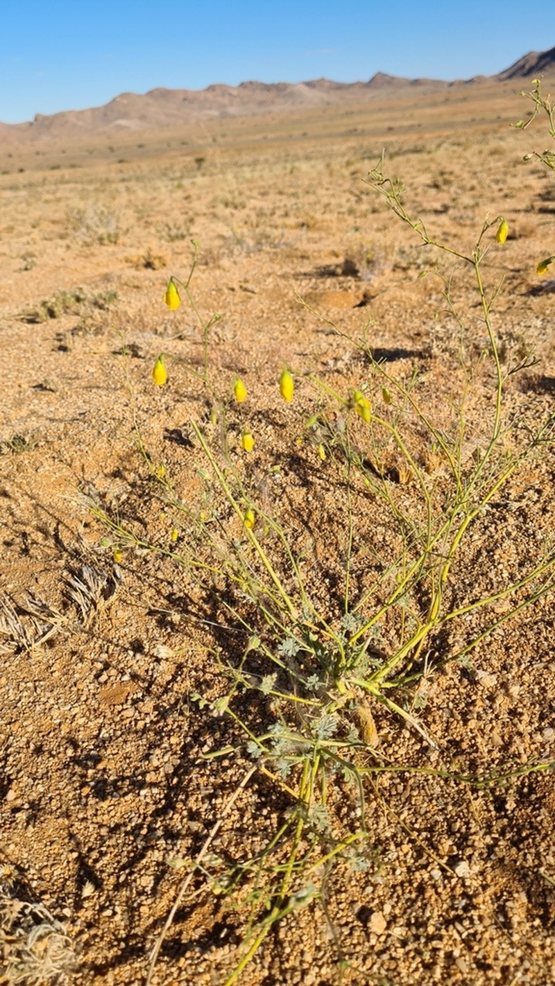 Hermannia paucifolia photo 8
