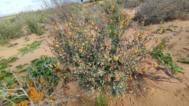 Hermannia pfeilii