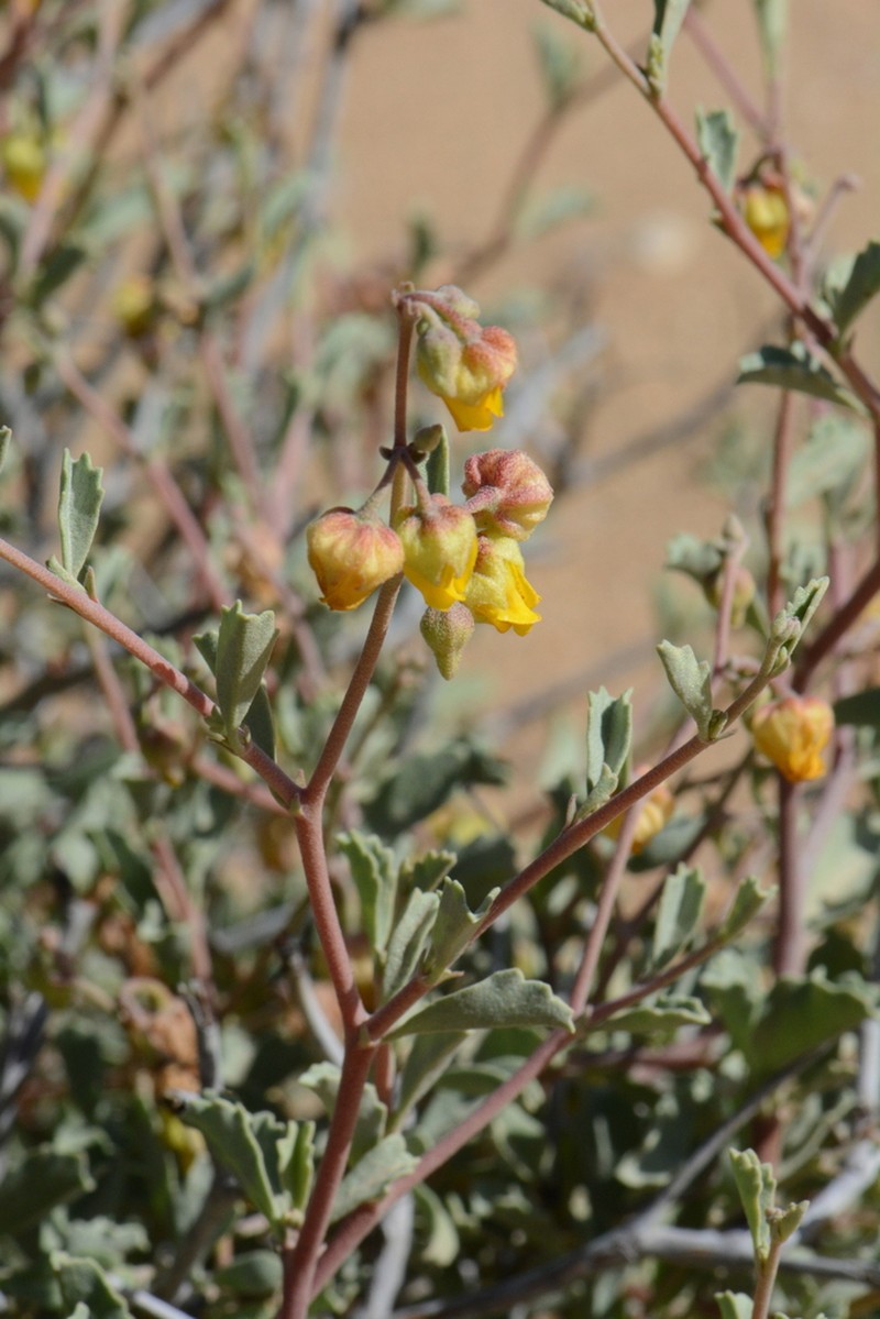Hermannia pfeilii photo 2