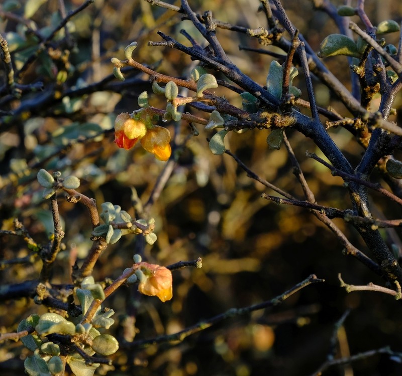 Hermannia pfeilii photo 3