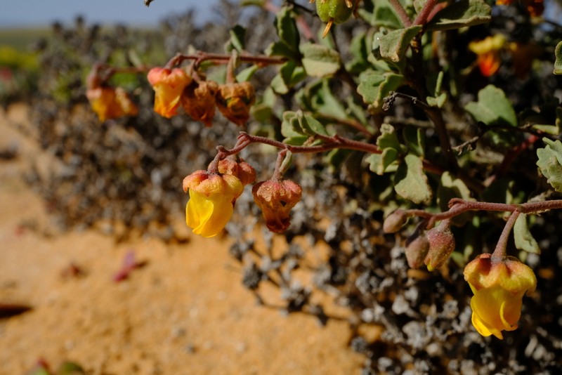 Hermannia pfeilii photo 4