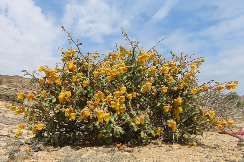 Hermannia pfeilii photo 5