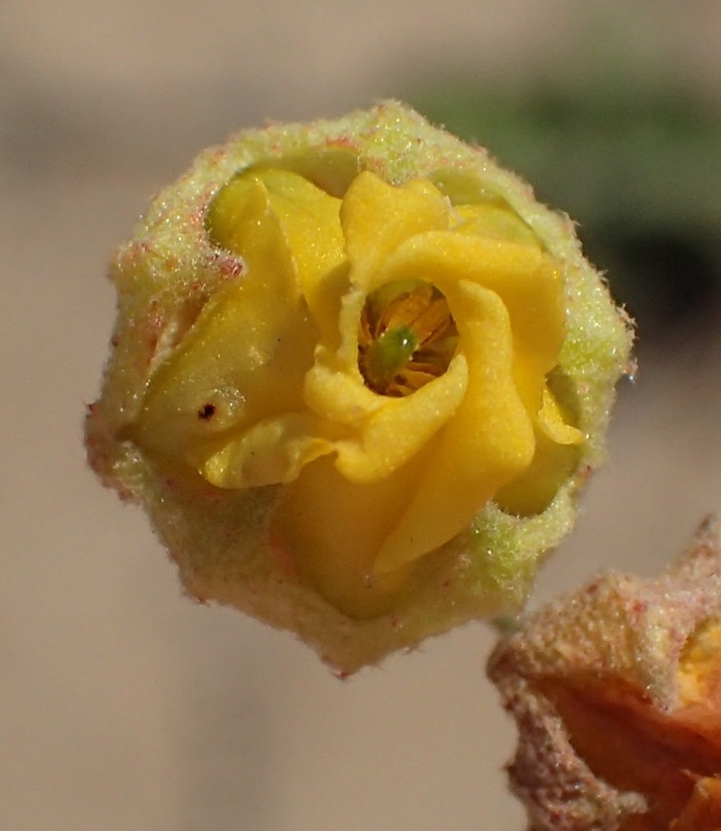 Hermannia pfeilii photo 6