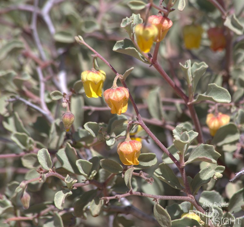 Hermannia pfeilii photo 7