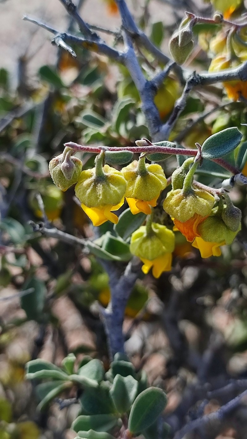 Hermannia pfeilii photo 8
