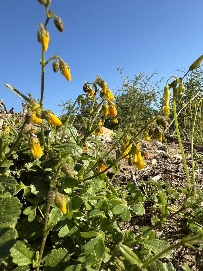 Hermannia pinnata photo 2