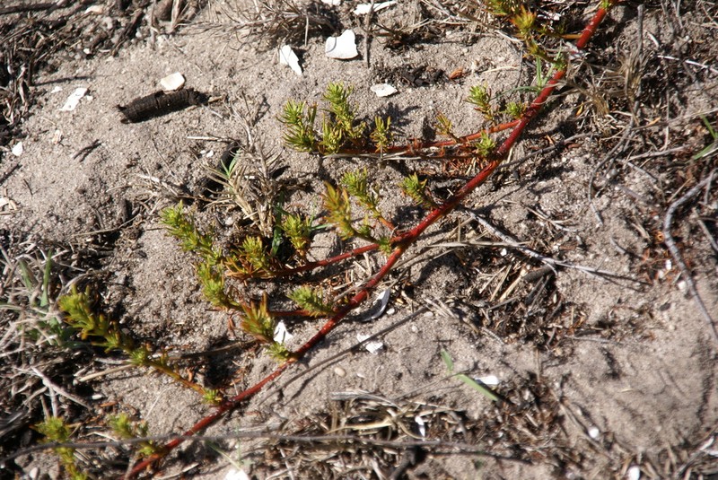 Hermannia pinnata photo 3