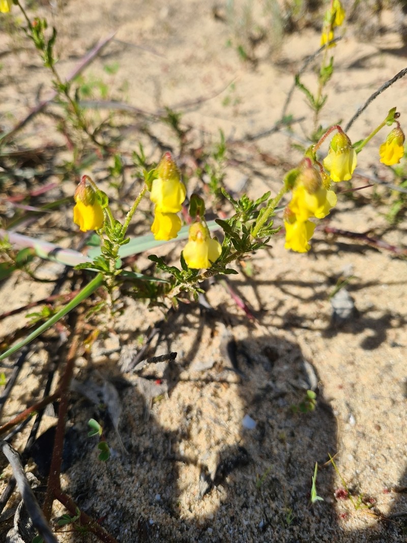 Hermannia pinnata photo 4