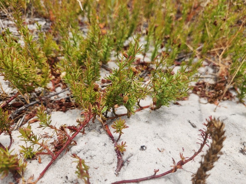 Hermannia pinnata photo 5