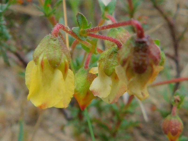 Hermannia pinnata photo 6