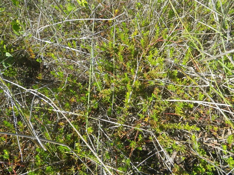 Hermannia pinnata photo 7