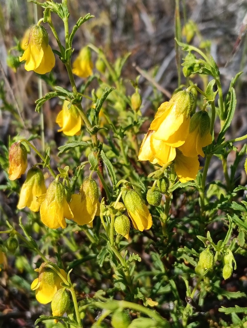 Hermannia pinnata photo 8