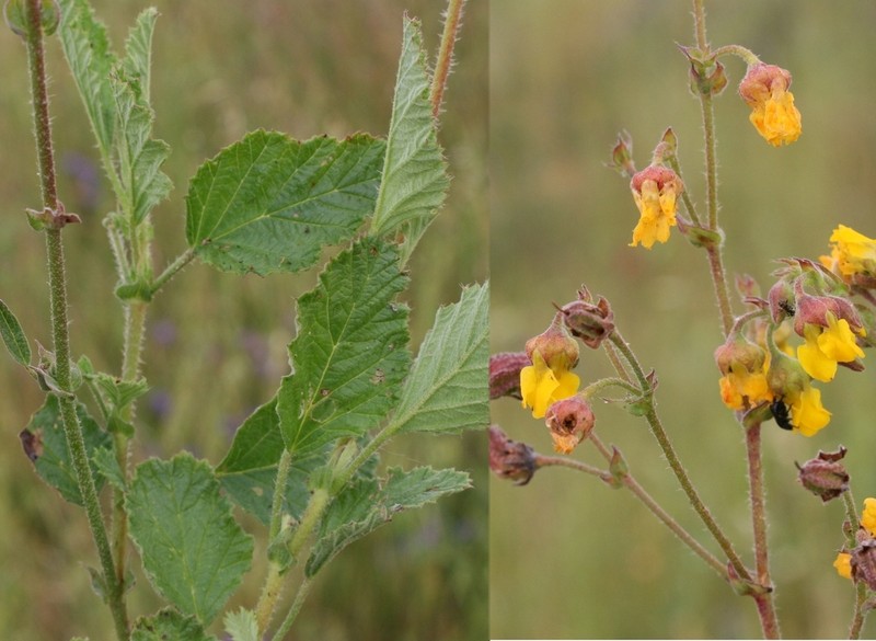 Hermannia prismatocarpa