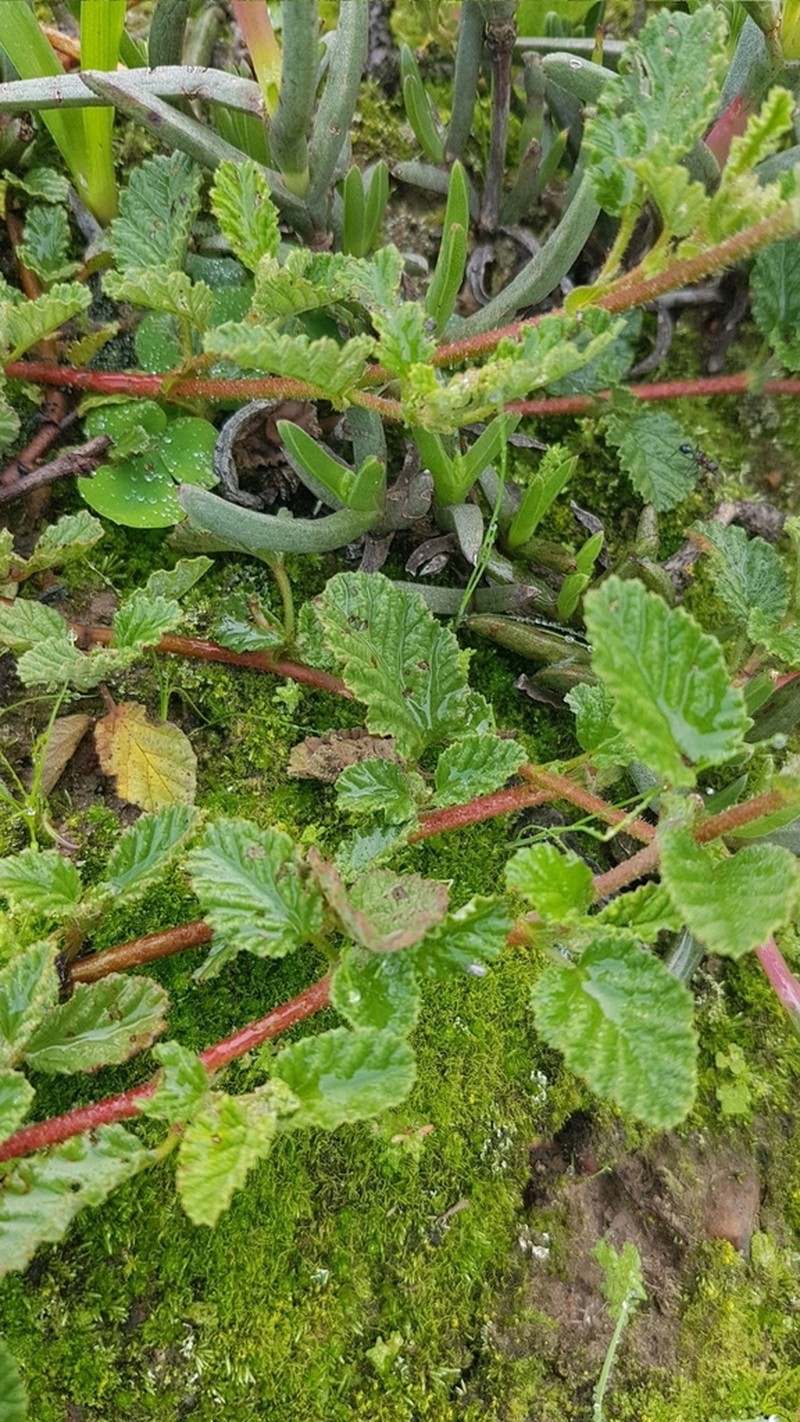 Hermannia prismatocarpa photo 2