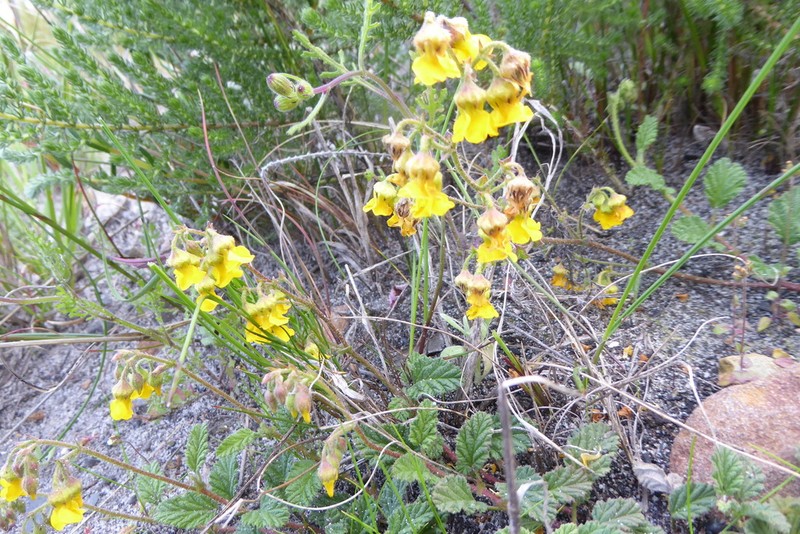 Hermannia prismatocarpa photo 3