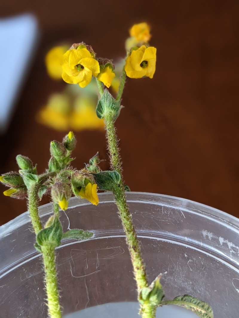 Hermannia prismatocarpa photo 4