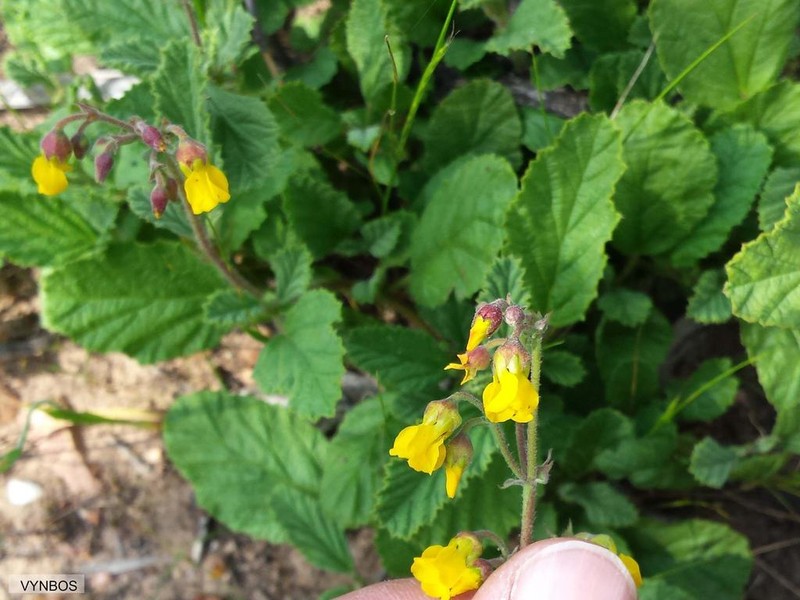 Hermannia prismatocarpa photo 5