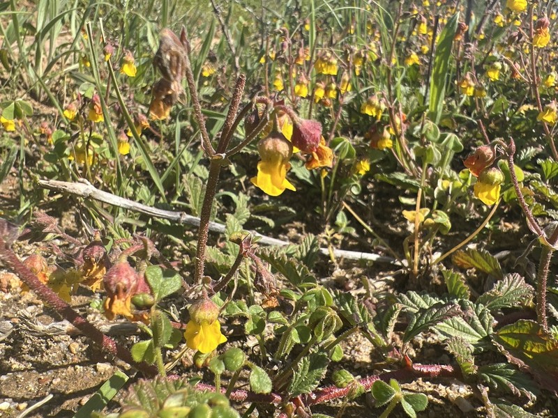 Hermannia prismatocarpa photo 6