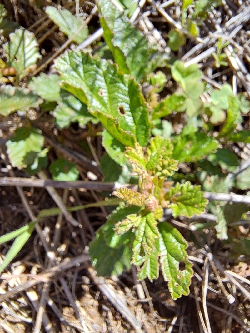 Hermannia prismatocarpa photo 8