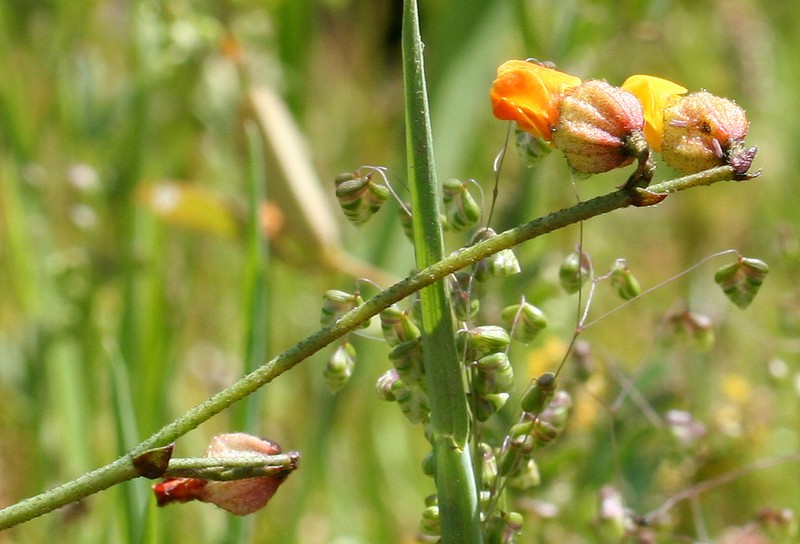 Hermannia procumbens