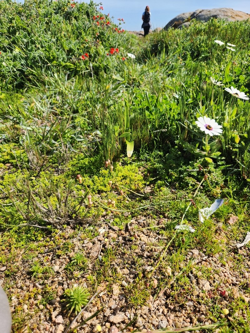 Hermannia procumbens photo 2