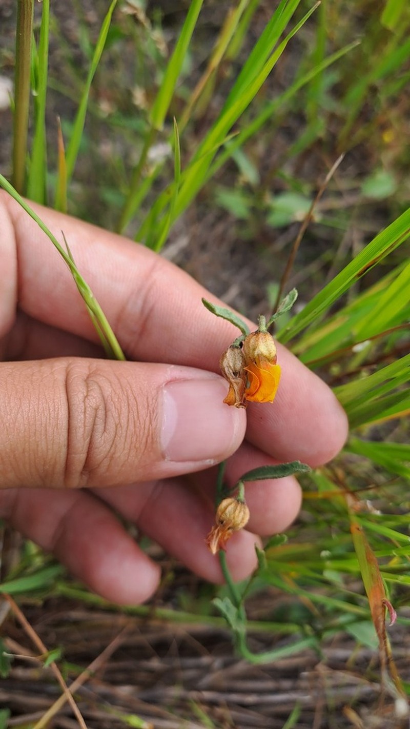 Hermannia procumbens photo 3