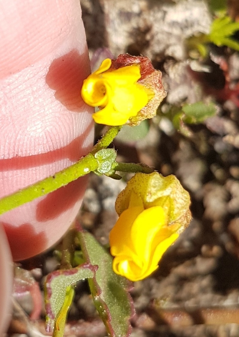 Hermannia procumbens photo 4