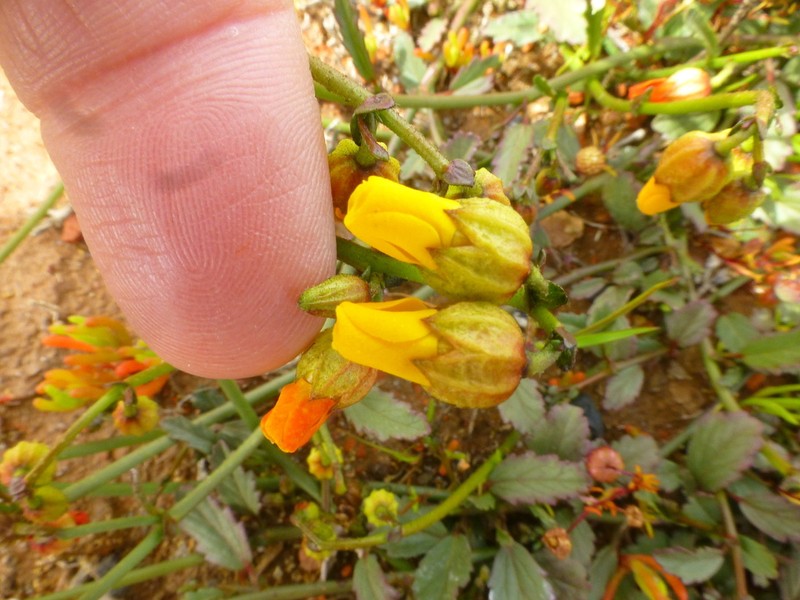 Hermannia procumbens photo 5