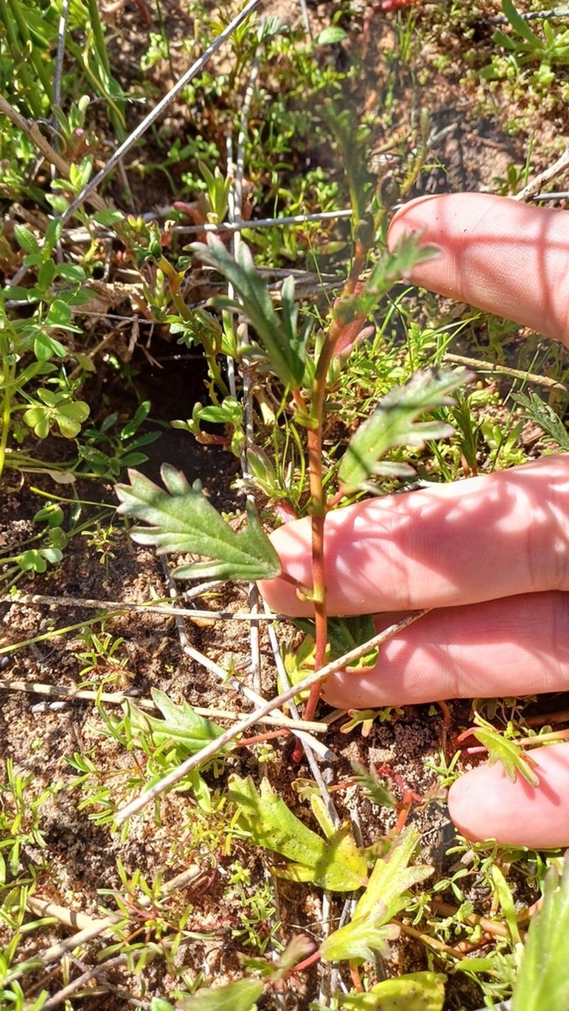Hermannia procumbens photo 6